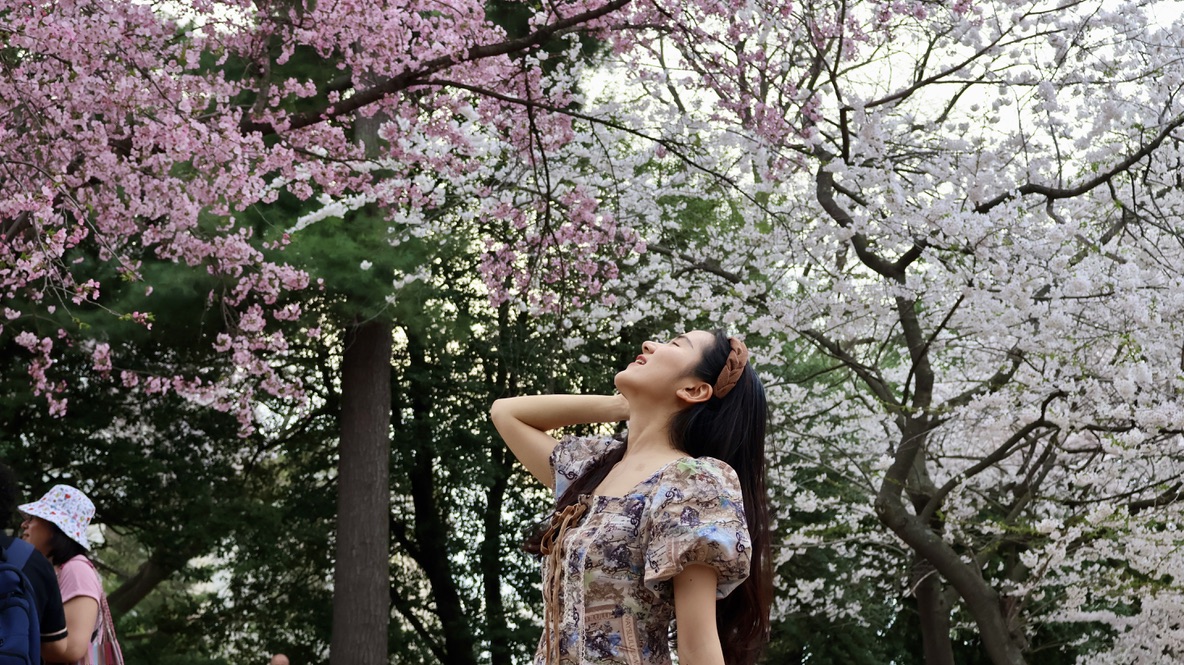 Cherry blossoms by the Tidal Basin
