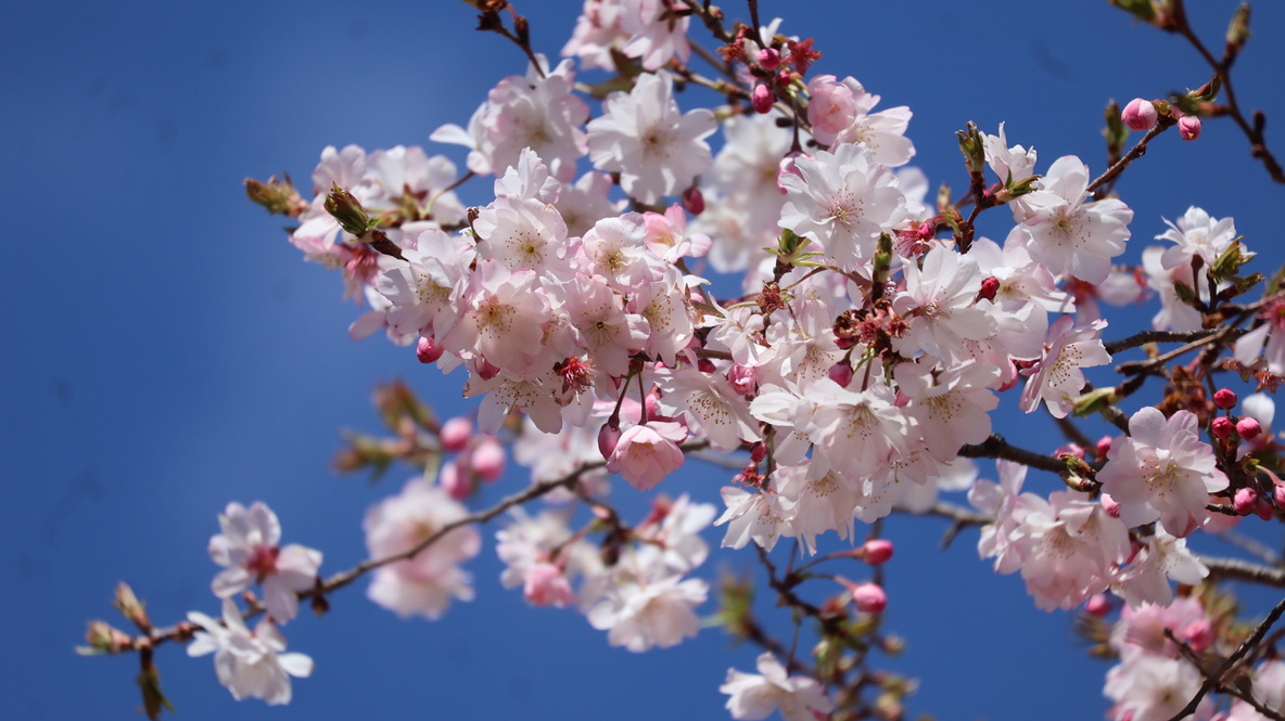 Cherry blossoms on campus
