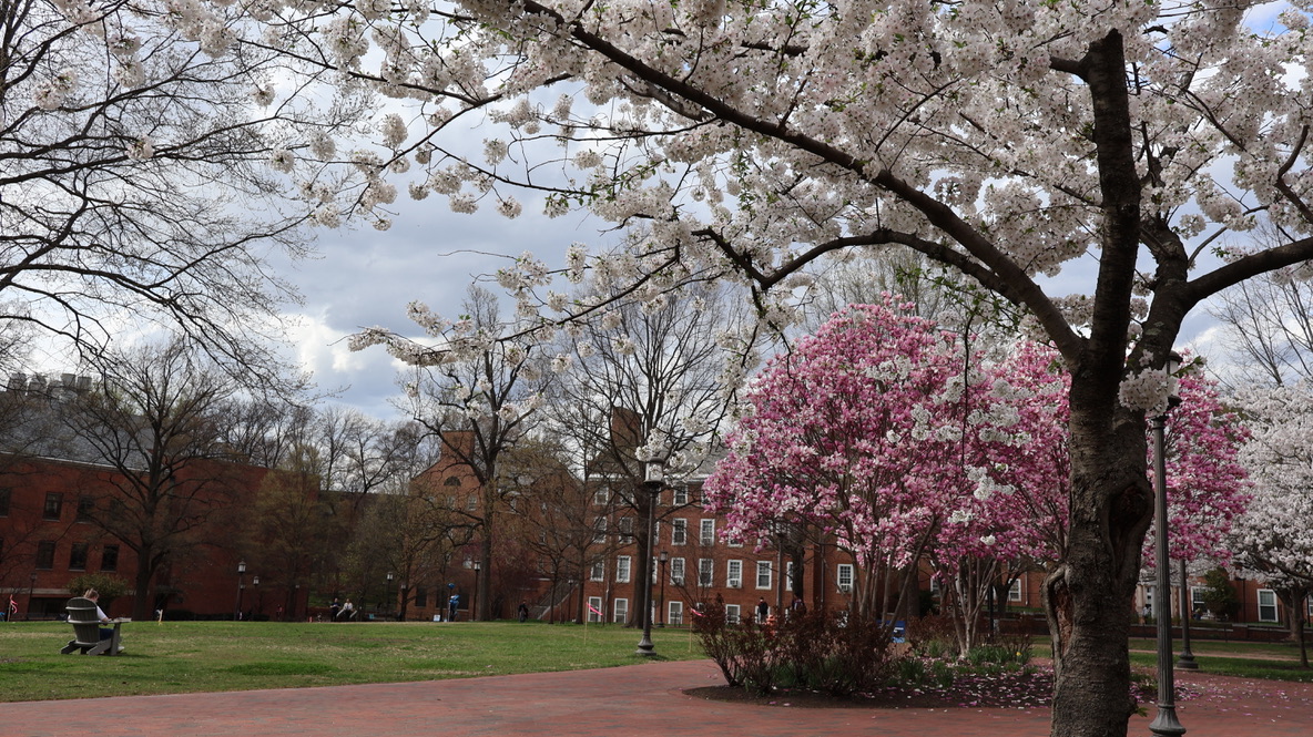 Green lawns and blooming trees
